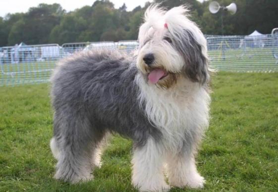 古代牧羊犬 飼養