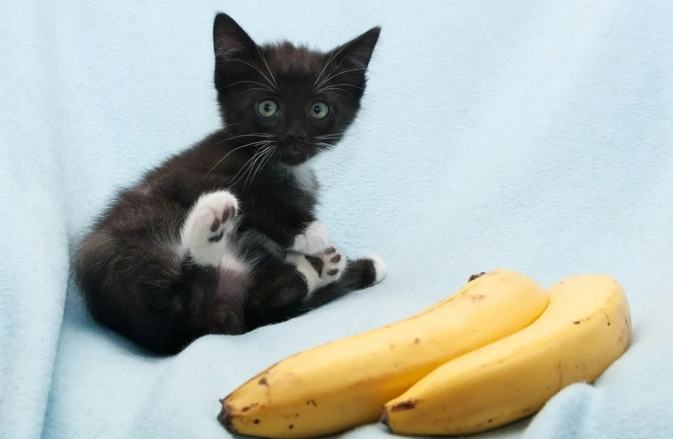 貓吃哈密瓜安全嗎