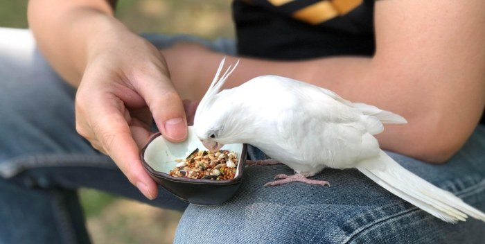 玄鳳鸚鵡食物