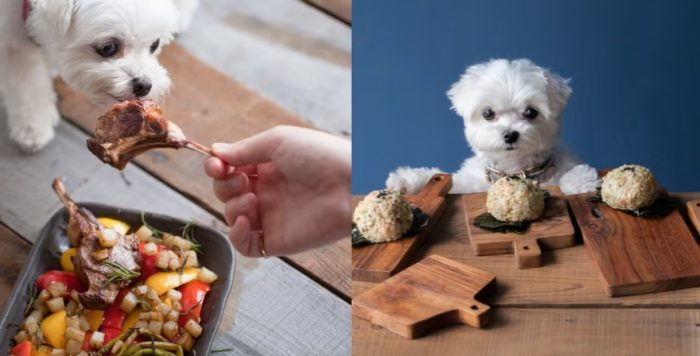 狗狗每日鮮食建議 狗狗每日鮮食建議