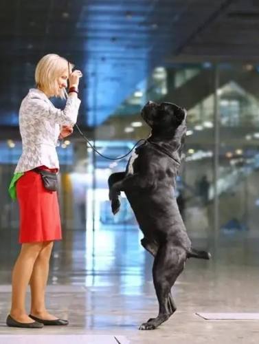 室內犬獨處焦慮