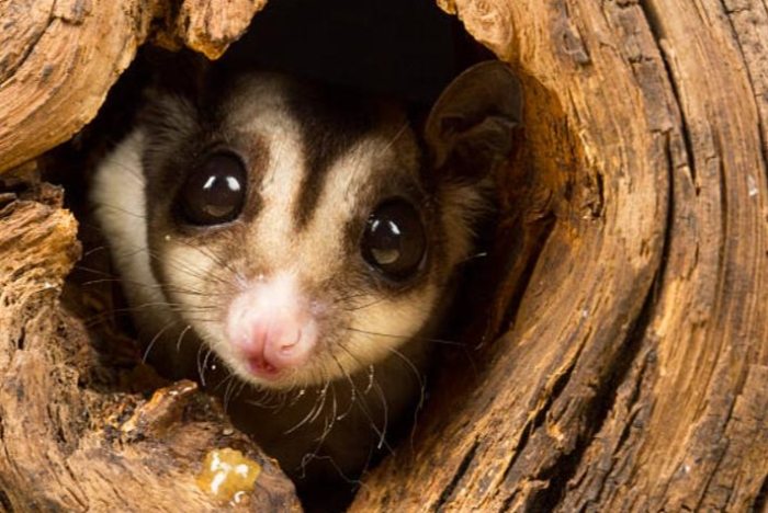 蜜袋鼯照顧方法