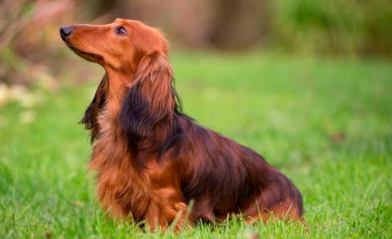 臘腸狗毛色遺傳