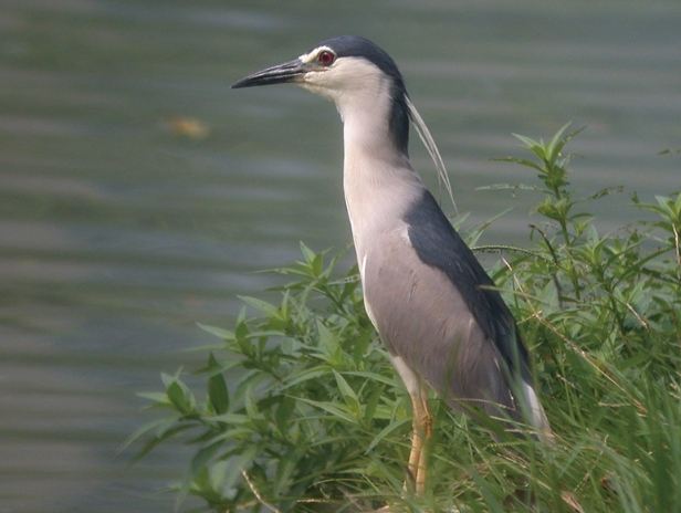 夜鷺行為 夜鷺行為