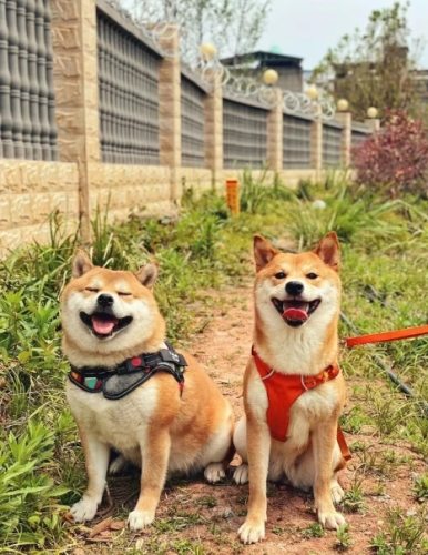 狗狗中暑症狀 狗狗中暑症狀