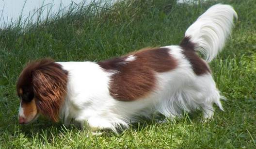 臘腸狗毛色遺傳