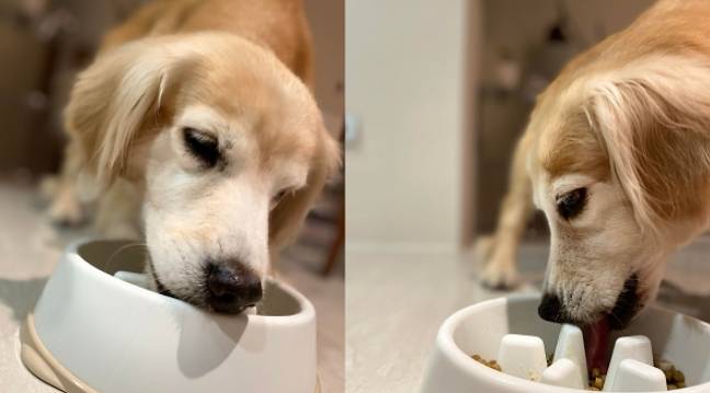 狗狗鮮食份量計算