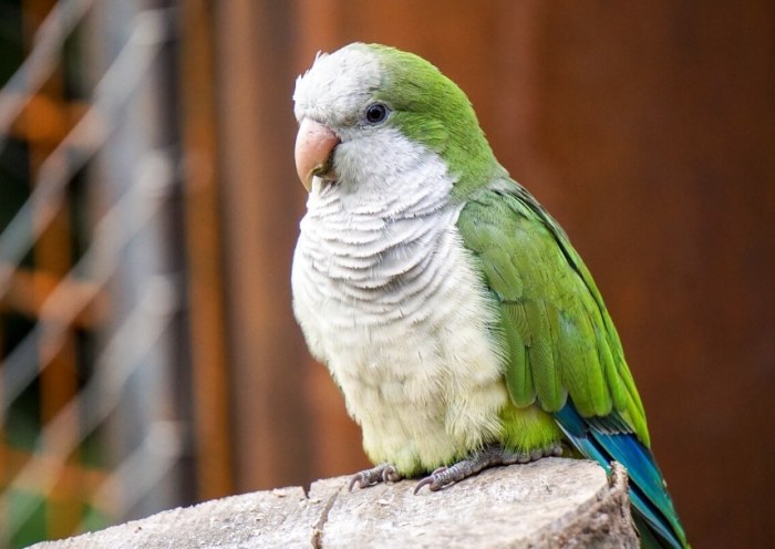 和尚鸚鵡水果餵食