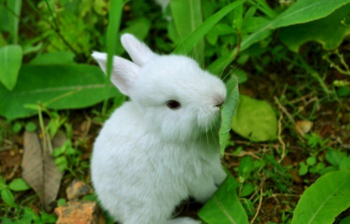 草兔子生態平衡 草兔子生態平衡