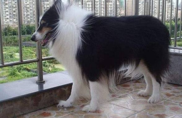 蘇格蘭牧羊犬訓練方法