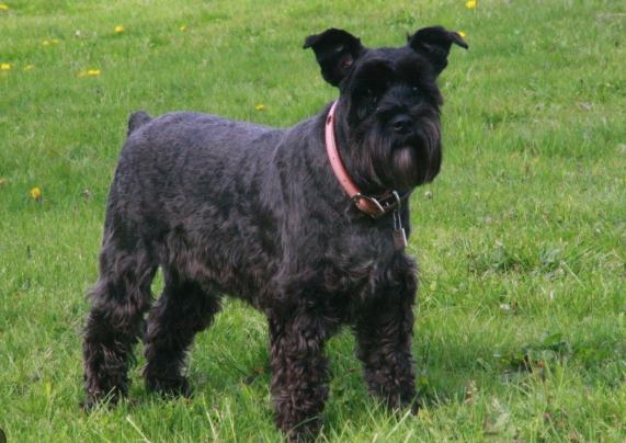 雪納瑞年齡對照表