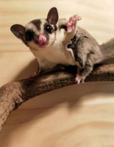 蜜袋鼯飼養方法