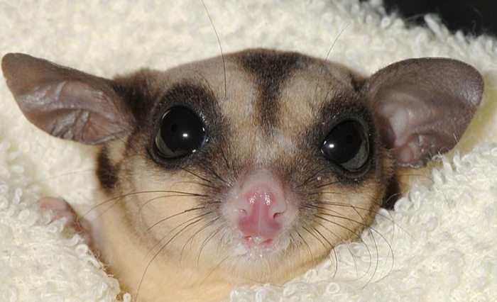 寵物蜜袋鼯護理