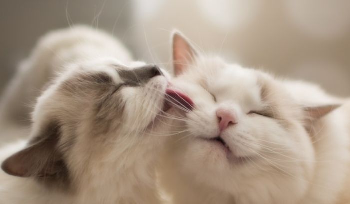 貓口水對人類有害嗎