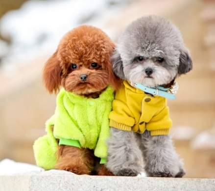 如何延長貴婦狗壽命