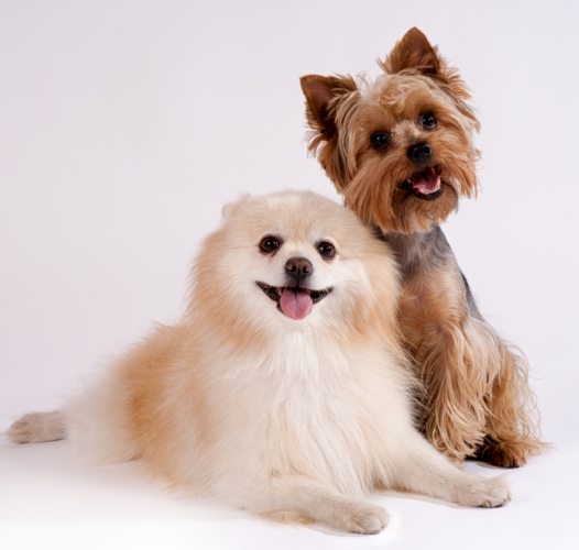 米克斯狗照顧 米克斯狗照顧