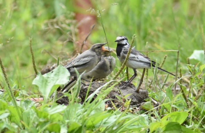 野生雛鳥吃什麼