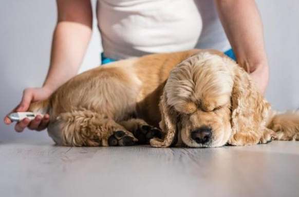 老年犬溫度管理