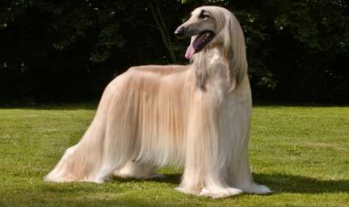 犬種智商排行榜