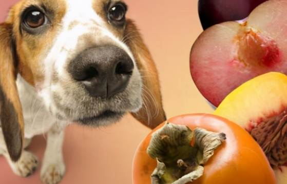 狗狗不能吃的食物