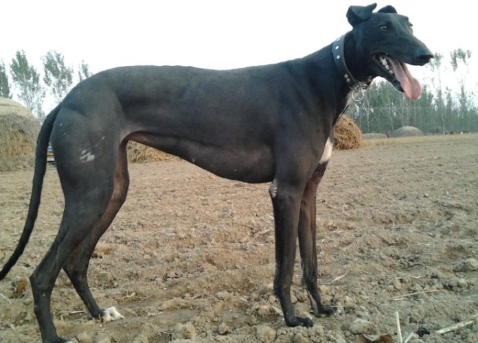 黑狗領養 黑狗領養