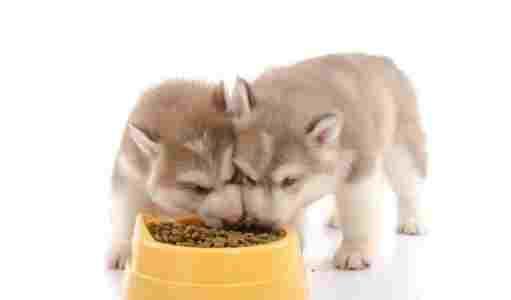 狗不吃東西原因