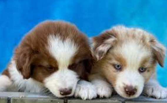 迷你牧羊犬品種