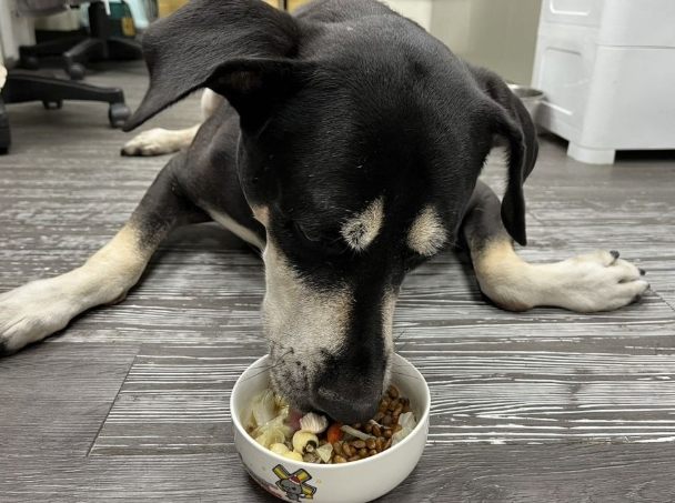 狗狗鮮食份量計算 狗狗鮮食份量計算