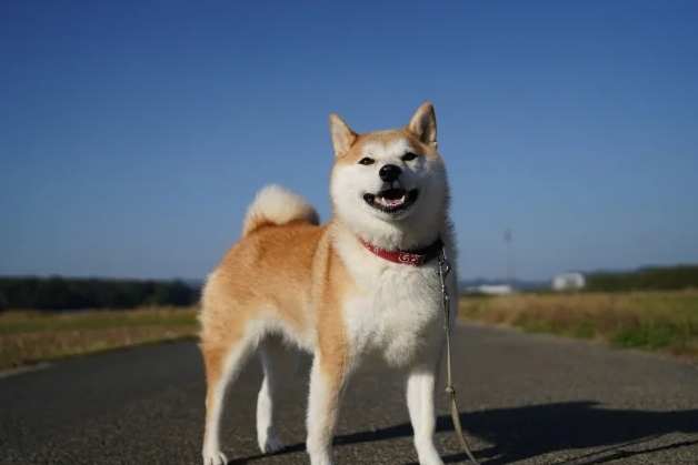 柴犬皮膚病症狀