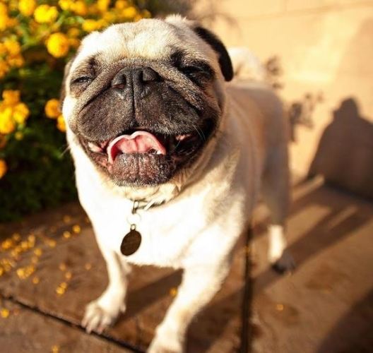 對狗有害的精油