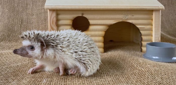 刺猬吃番茄安全嗎