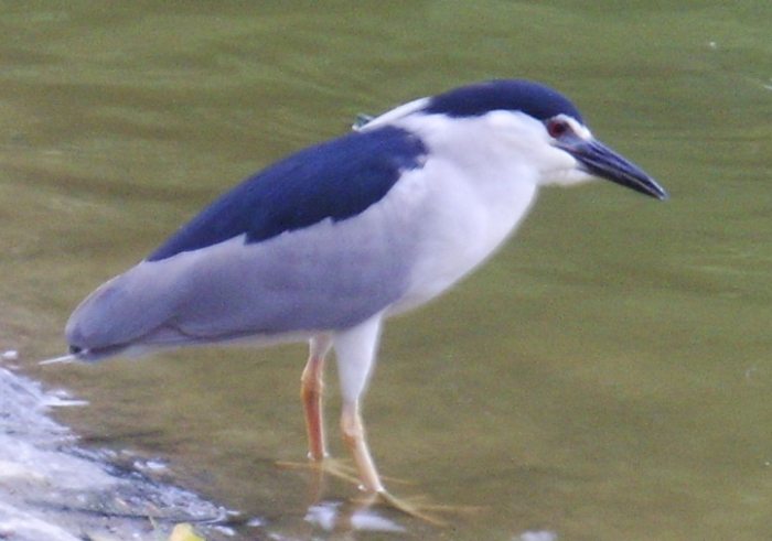 夜鷺生態 夜鷺生態