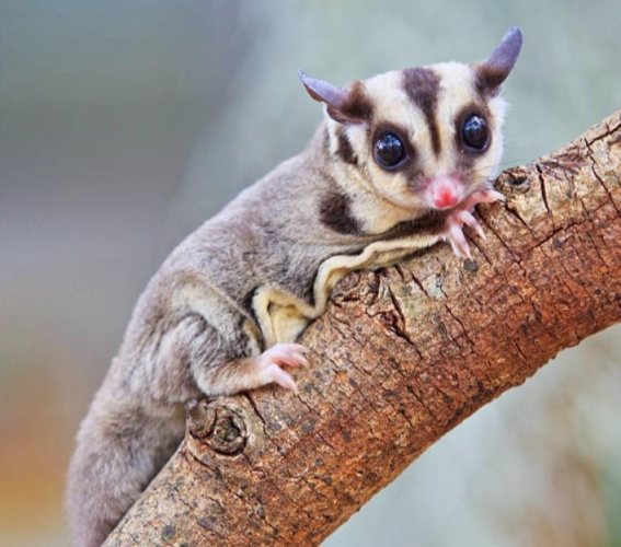 蜜袋鼯價格台灣