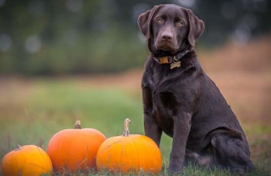 狗狗南瓜過敏治療