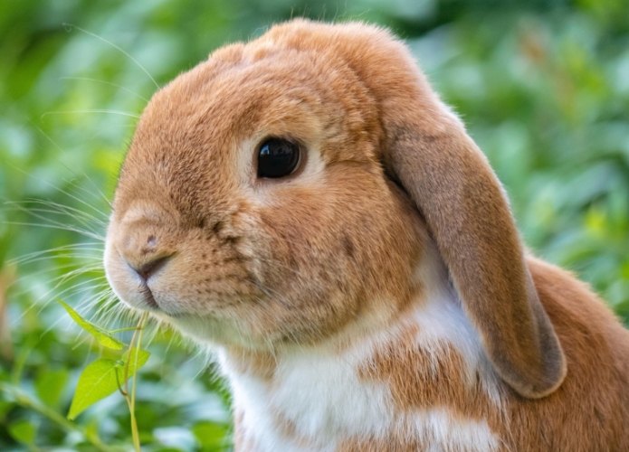 兔子牧草更换频率