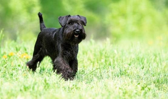 如何延长迷你雪納瑞壽命