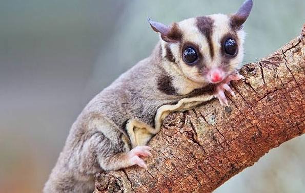 蜜袋鼯缺點 蜜袋鼯缺點