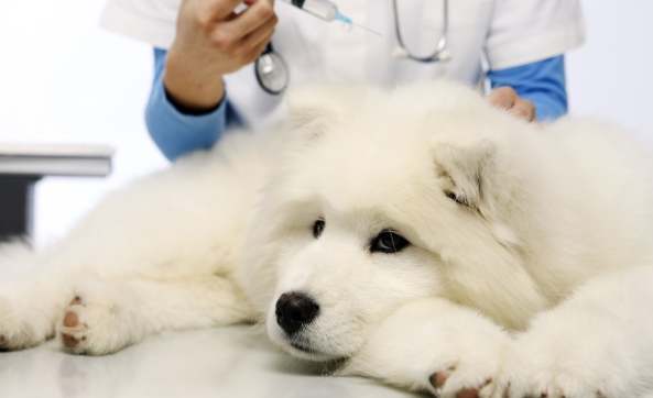 狗狗不吃飯解決方法