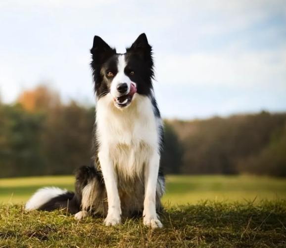 边境牧羊犬聪明度