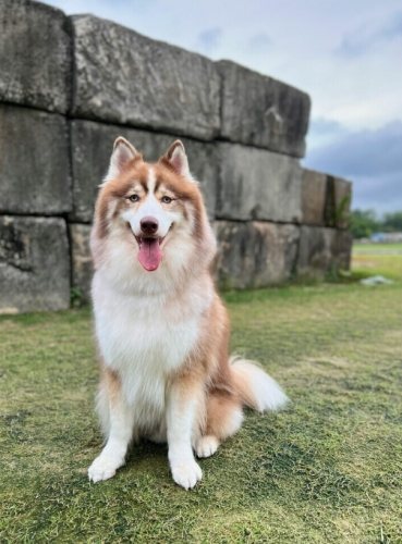 狗狗精神不好改善