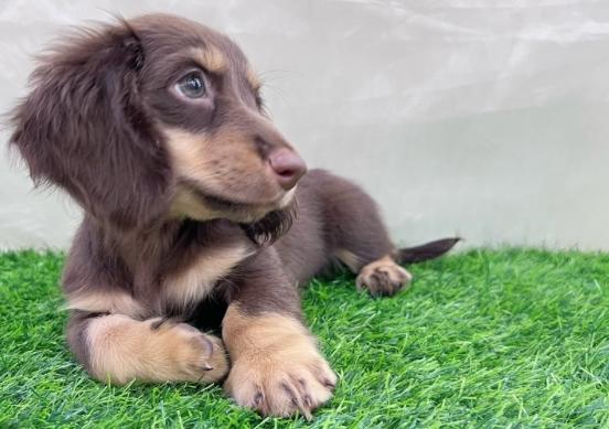 迷你臘腸犬品種