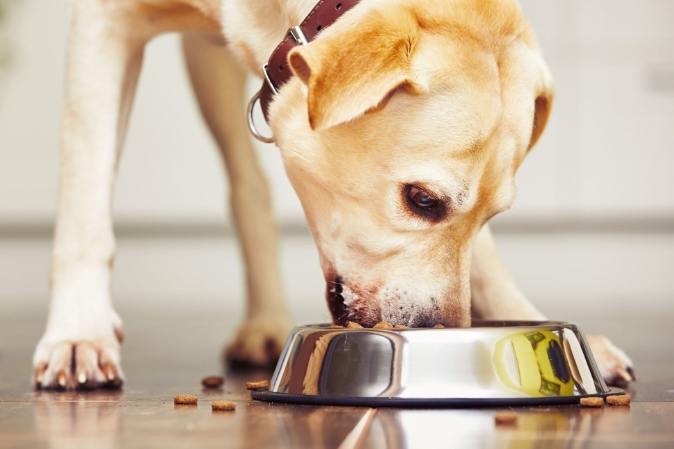 狗進食技巧 狗進食技巧