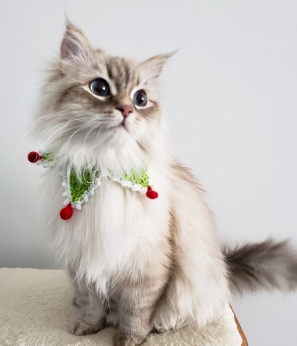 貓口水對人類有害嗎