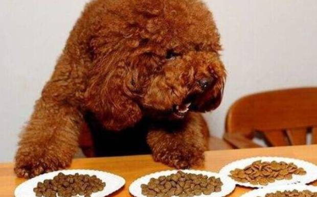 幼犬轉成犬飼料 幼犬轉成犬飼料