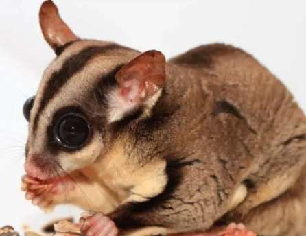 蜜袋鼯咬人 蜜袋鼯咬人