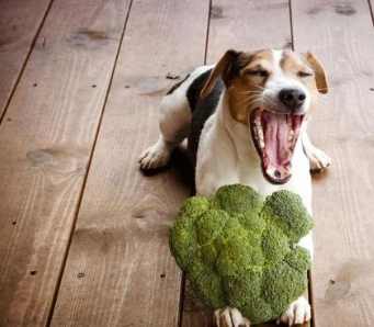 椰果對狗有害嗎 椰果對狗有害嗎