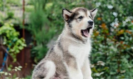 蝦殼對狗有害 蝦殼對狗有害