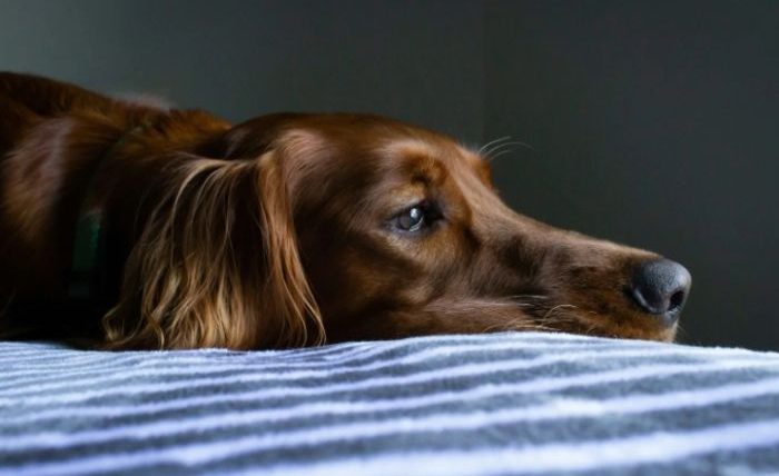 狗狗突然沒精神