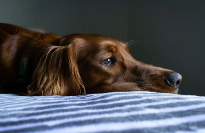 狗狗突然沒精神？原因、症狀與解決方法完整指南