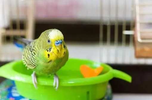 寵物鳥洗澡技巧